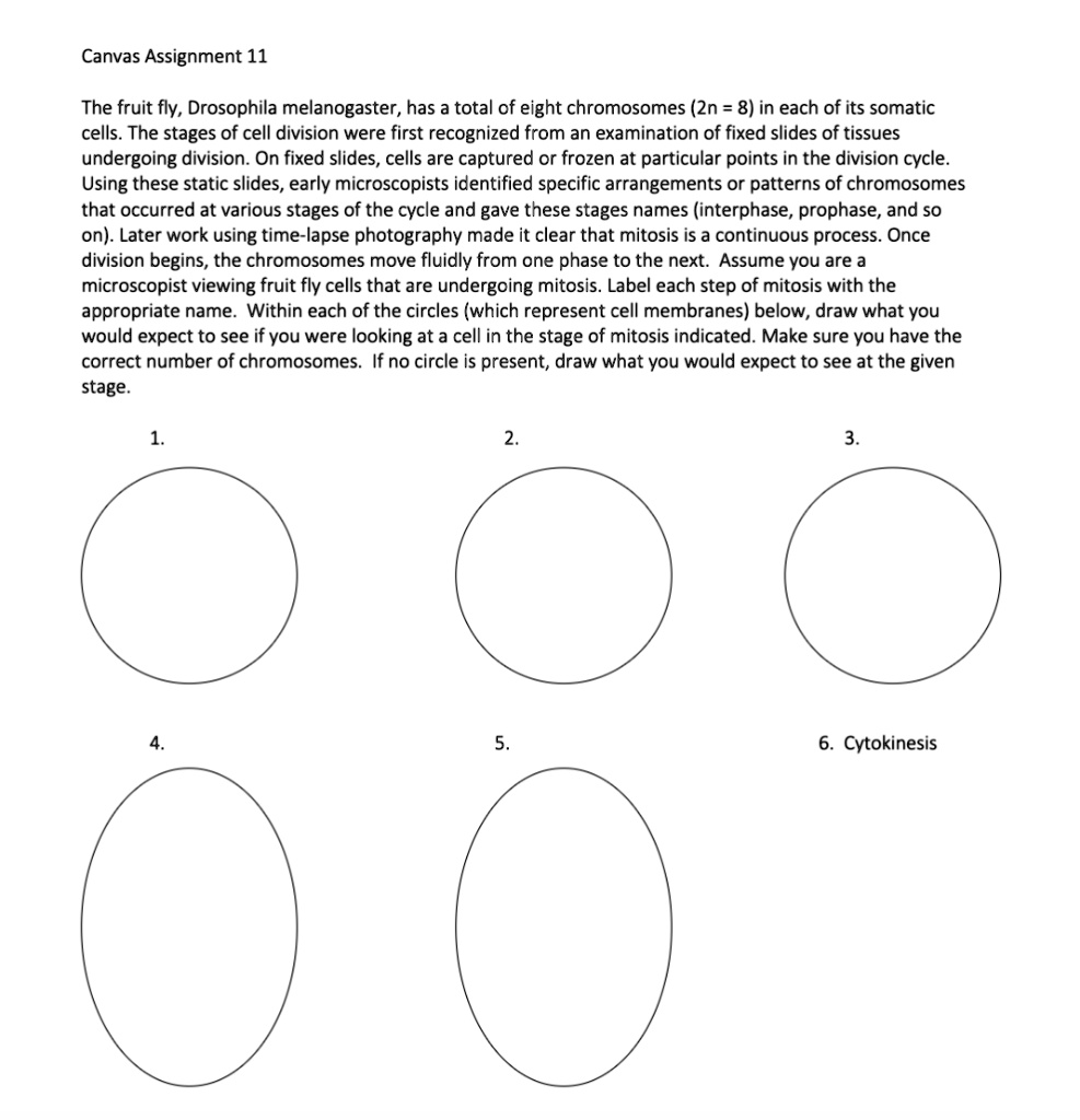 SOLVED: Text: Canvas Assignment 11 The fruit fly, Drosophila ...