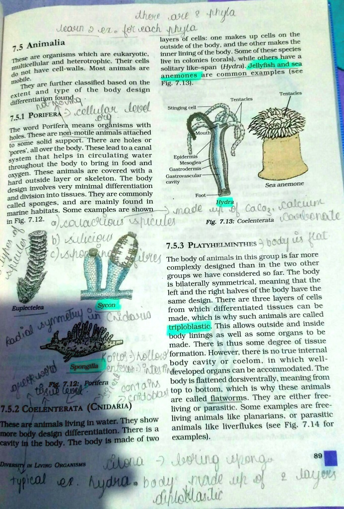 guys please explain about porifera plathyhelminthes 85445