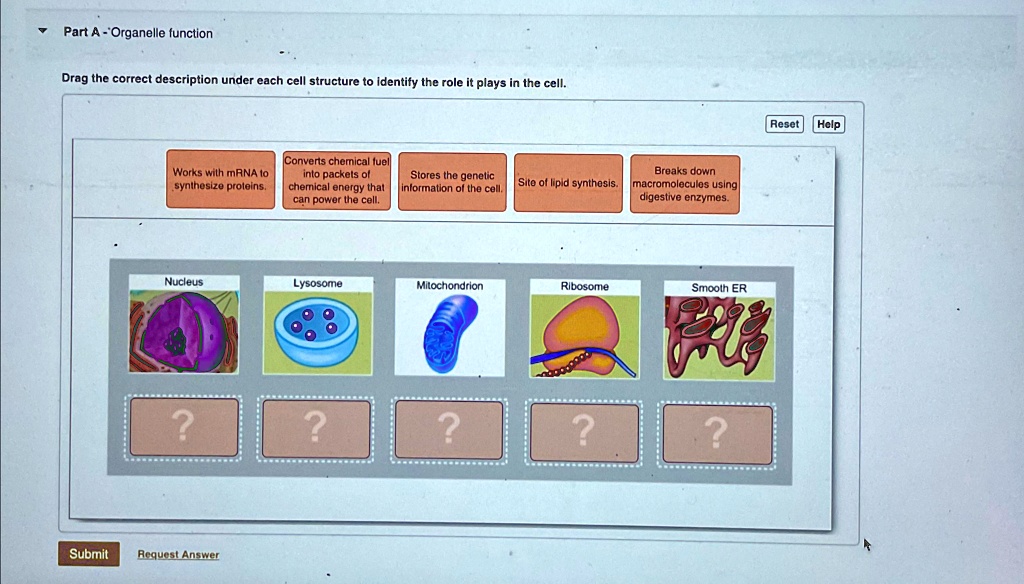 SOLVED Drag the correct descriptions under each cell structure to