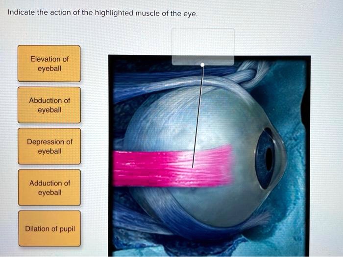 SOLVED Indicate the action of the highlighted muscle of the eye