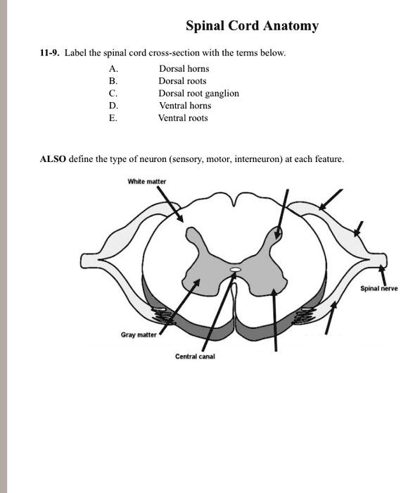 SOLVED Spinal cord anatomy Spinal Cord Anatomy 119. Label the spinal cord crosssection with