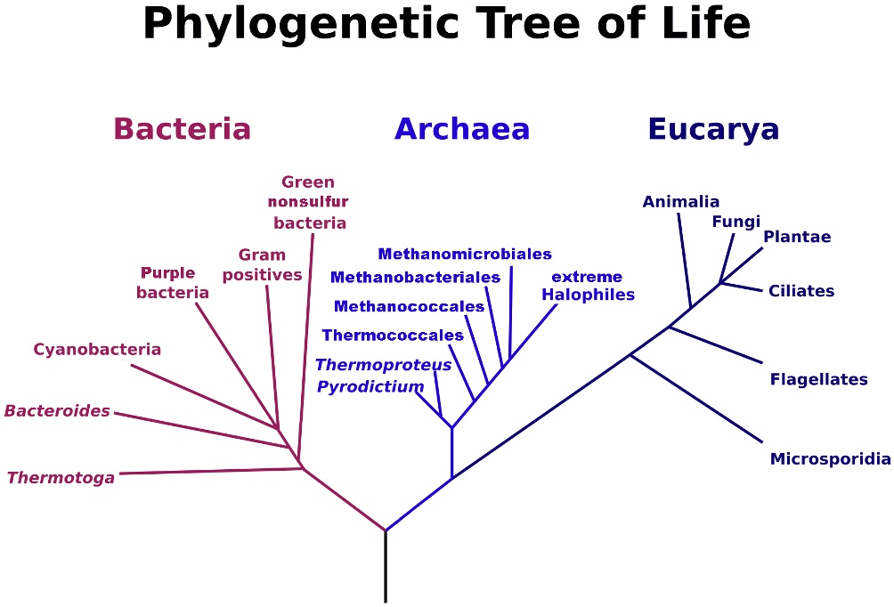 SOLVED: Phylogenetic Tree of Life Bacteria Archaea Eucarya Green ...