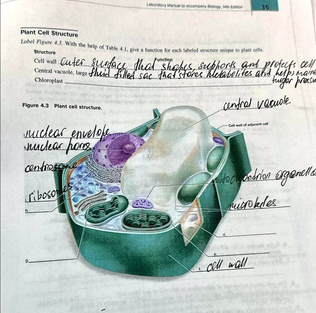 Laboratory Manual to accompany Blology, 14th Edition 35 Plant Cell ...