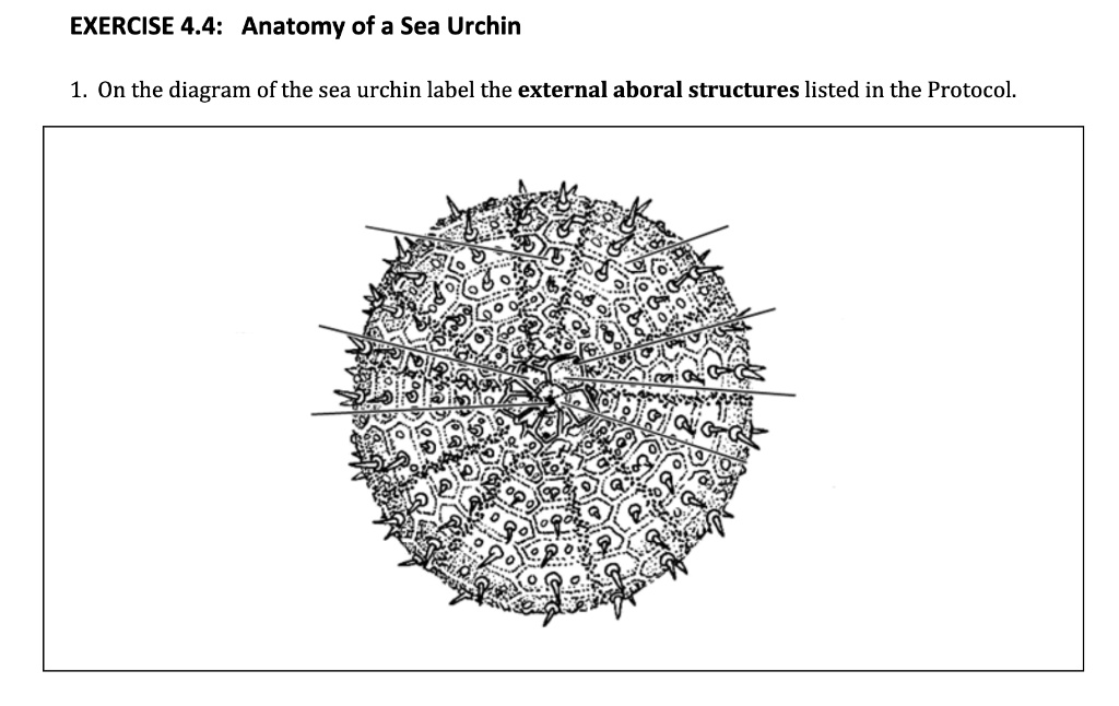 sea urchin test labeled