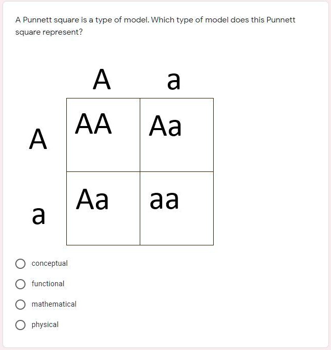 SOLVED: A Punnett square is a type of model. Which type of model does ...