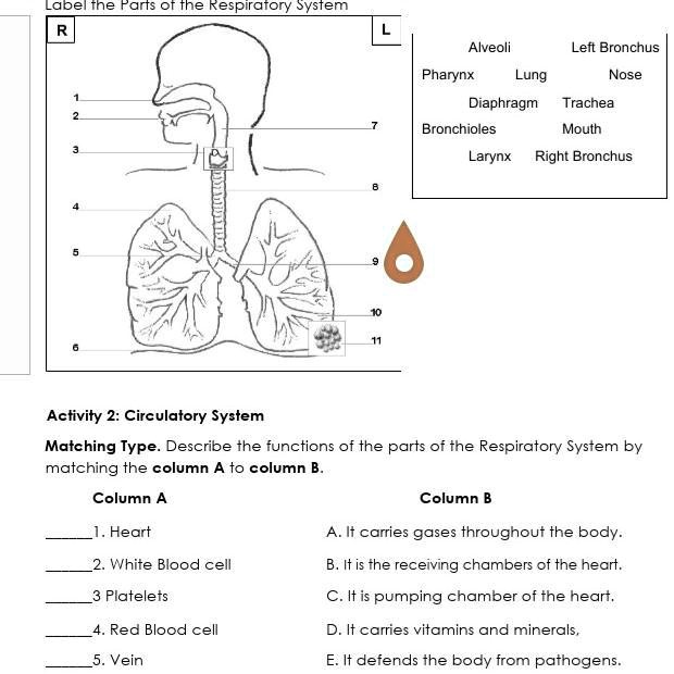 Parts of the Respiratory System Labeling Parts of the Respiratory ...