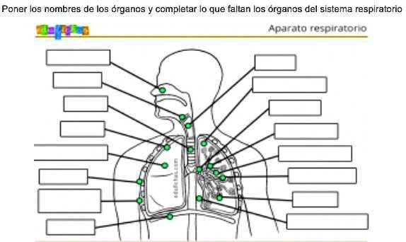 SOLVED: Poner los nombres de los órganos y completar lo que faltan los ...