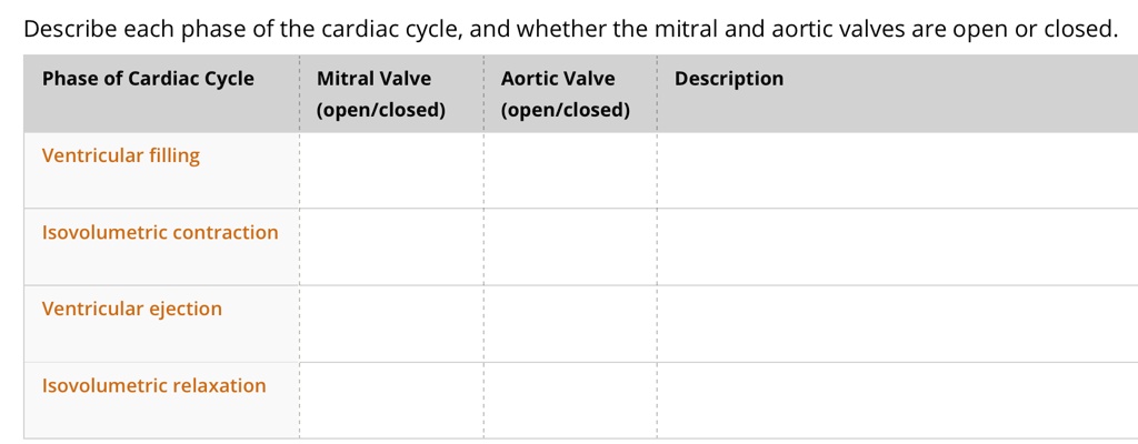 SOLVED: Describe each phase of the cardiac cycle, and whether the ...
