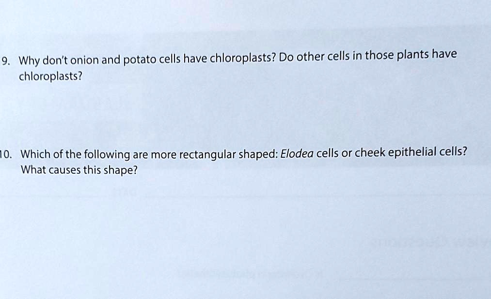 SOLVED 9 Why dont onion and potato cells have chloroplasts? Do other cells in those plants have