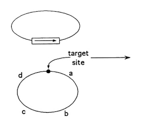 SOLVED: (a) Draw the reaction products that result from insertion of a ...