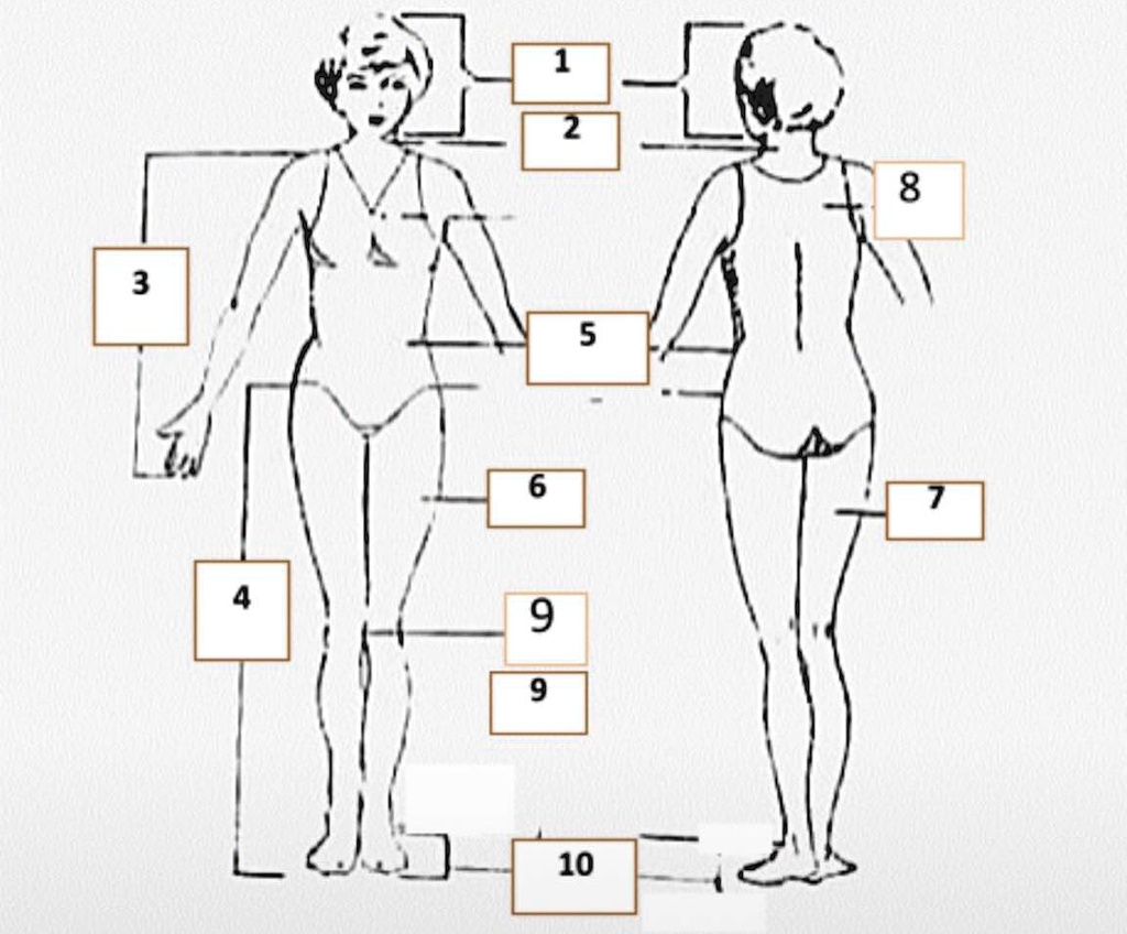 directions identify the division and subdivision of the body questions ...