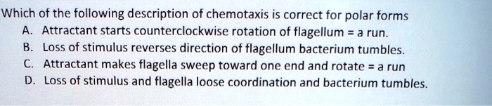 Which of the following description of chemotaxis is correct for polar forms
A. Attractant starts counterclockwise rotation of flagellum = a run.
B. Loss of stimulus reverses direction of flagellum bacterium tumbles.
C. Attractant makes flagella sweep toward one end and rotate = a run
D. Loss of stimulus and flagella loose coordination and bacterium tumbles.