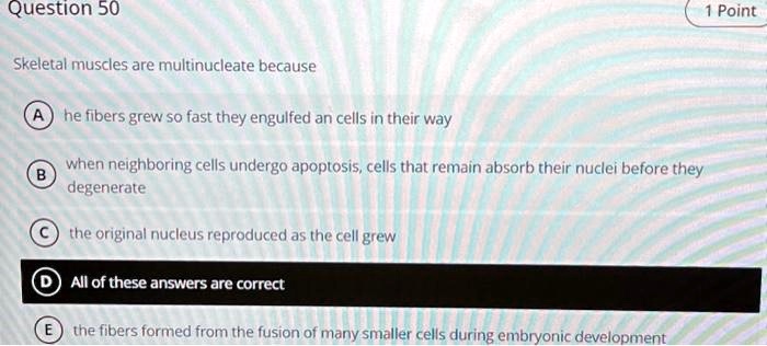 Question 50
Skeletal muscles are multinucleate because
A he fibers grew so fast they engulfed an cells in their way
B when neighboring cells undergo apoptosis, cells that remain absorb their nuclei before they
degenerate
C the original nucleus reproduced as the cell grew
D All of these answers are correct
E the fibers formed from the fusion of many smaller cells during embryonic development
1 Point