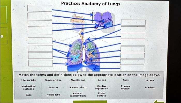 SOLVED: Practice: Anatomy of Lungs Match the terms and definitions ...