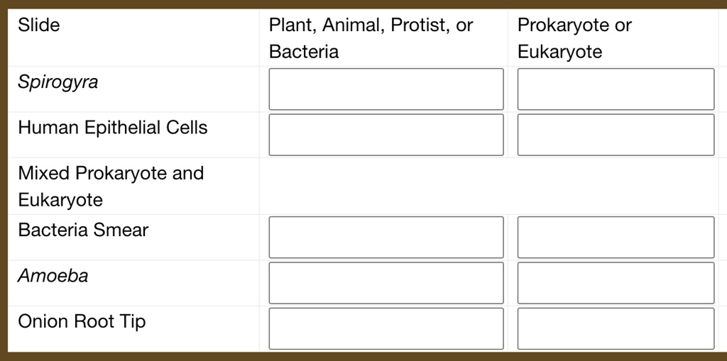 SOLVED: Slide Plant, Animal, Protist; or Bacteria Prokaryote or Eukaryote  Spirogyra Human Epithelial Cells Mixed Prokaryote and Eukaryote Bacteria  Smear Amoeba Onion Root Tip