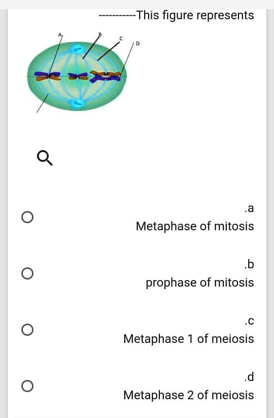 metaphase of mitosis