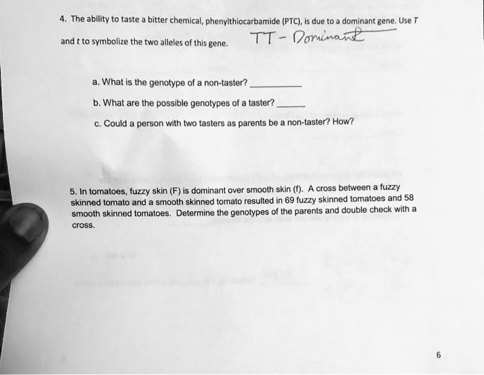 4. The ability to taste a bitter chemical, phenylthiocarbamide (PTC), is due to a dominant gene. Use T and t to symbolize the two alleles of this gene. TT - Dominant

a. What is the genotype of a non-taster?

b. What are the possible genotypes of a taster?

c. Could a person with two tasters as parents be a non-taster? How?

5. In tomatoes, fuzzy skin (F) is dominant over smooth skin (f). A cross between a fuzzy skinned tomato and a smooth skinned tomato resulted in 69 fuzzy skinned tomatoes and 58 smooth skinned tomatoes. Determine the genotypes of the parents and double check with a cross.