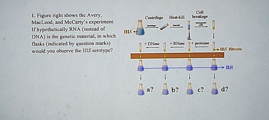 avery macleod and mccarty experiment notes