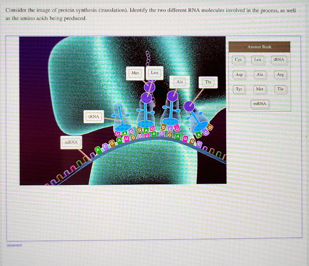 solved-consider-the-imagc-of-protein-synthesis-translationidentify