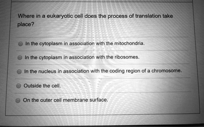 Solved Where In A Eukaryotic Cell Does The Process Of Translation Take Place In The Cytoplasm 6178