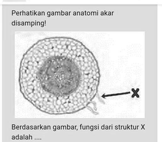 SOLVED: Perhatikan gambar anatomi akar disamping!Berdasarkan gambar