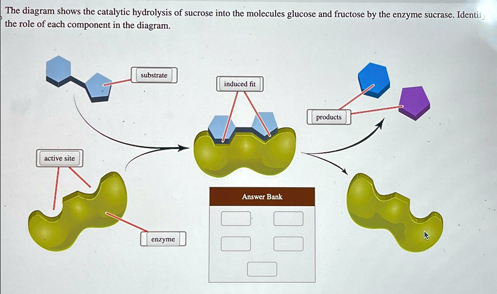 SOLVED: The diagram shows the catalytic hydrolysis of sucrose into the ...