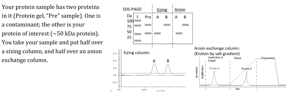 Your protein sample has two proteins in it (Protein gel,...