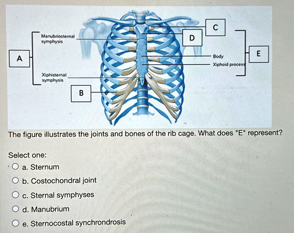 SOLVED: The figure illustrates the joints and bones of the rib cage ...