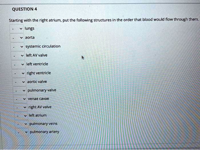 Starting with the right atrium, put the following structures in the order that blood would flow through them.
lungs
aorta
systemic circulation
left AV valve
left ventricle
right ventricle
aortic valve
pulmonary valve
venae cavae
right AV valve
left atrium
pulmonary veins
pulmonary artery