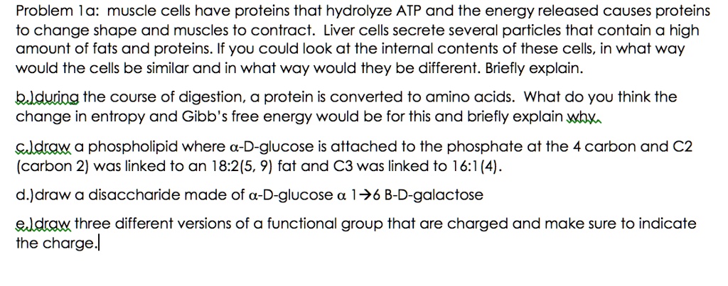 SOLVED: Problem Ia: Muscle cells have proteins that hydrolyze ATP, and ...