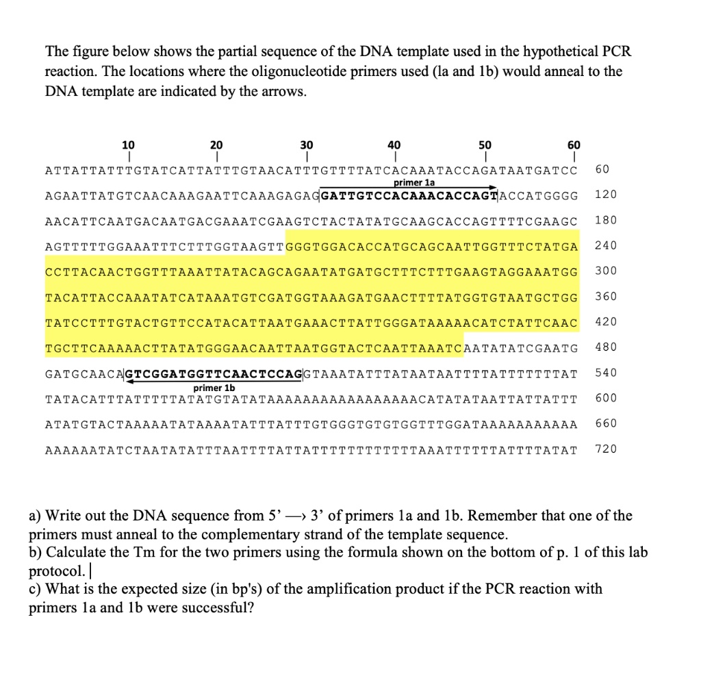 SOLVED The figure below shows the partial sequence of the DNA template