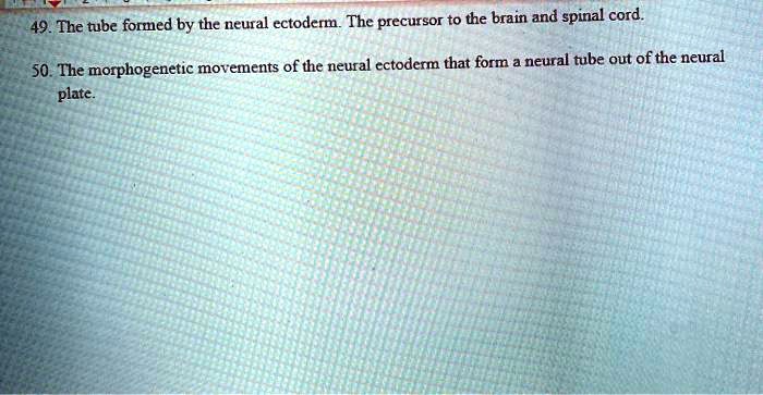 49. The tube formed by the neural ectoderm. The precursor to the brain and spinal cord.

50. The morphogenetic movements of the neural ectoderm that form a neural tube out of the neural plate.