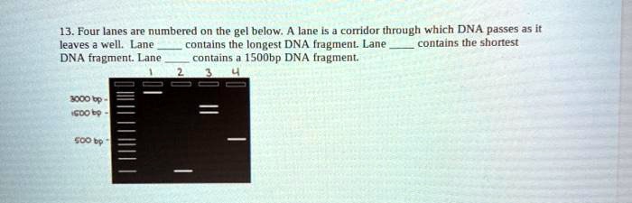 SOLVED Four lanes numbered the gel below lane corridor through