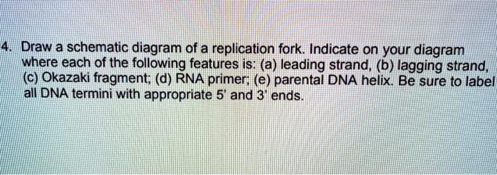 4. Draw a schematic diagram of a replication fork. Indicate on your diagram where each of the following features is: (a) leading strand, (b) lagging strand, (c) Okazaki fragment; (d) RNA primer; (e) parental DNA helix. Be sure to label all DNA termini with appropriate 5' and 3' ends.