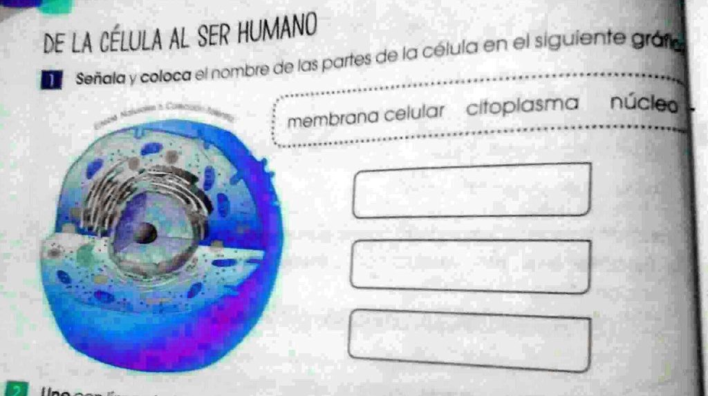 Solved Se Ala Y Coloca El Nombre De Las Partes De La Celula En El