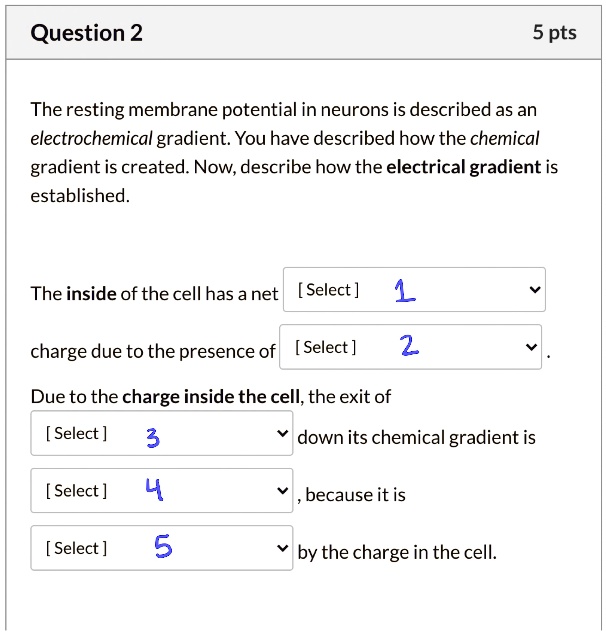 SOLVED Question 2 5 pts The resting membrane potential in neurons is described as an