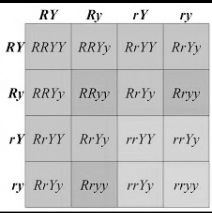 SOLVED: 'Given Above is the schematic expression of Dihybrid cross. A ...