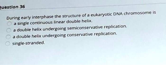 During early interphase the structure of a eukaryotic DNA chromosome is
a single continuous linear double helix.
a double helix undergoing semiconservative replication.
a double helix undergoing conservative replication.
single-stranded.