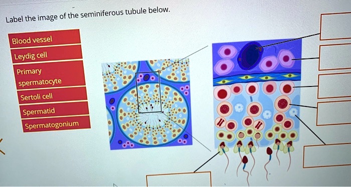 SOLVED: of the seminiferous tubule below: Label the image Blood vessel ...