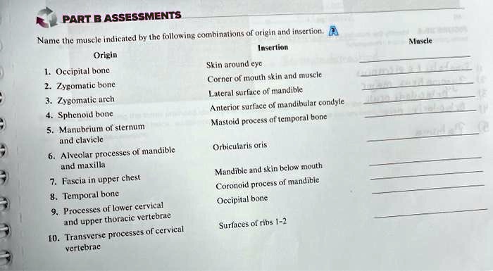 SOLVED PART B ASSESSMENTS Name the muscle indicated by the