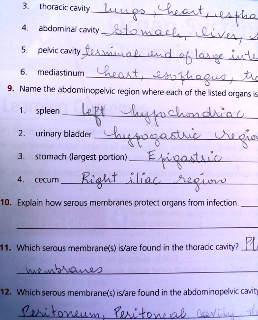 solved-thoracic-cavity-lungs-and-heart-abdominal-cavity-liver-and