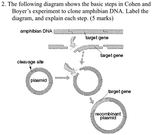 SOLVED: The following diagram shows the basic steps in Cohen and Boyer