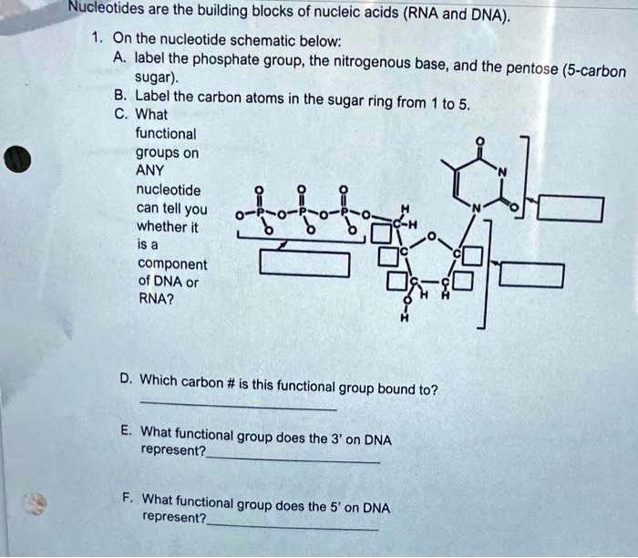 Solved Nucleotides Are The Building Blocks Of Nucleic Acids Rna And Dna On The Nucleotide