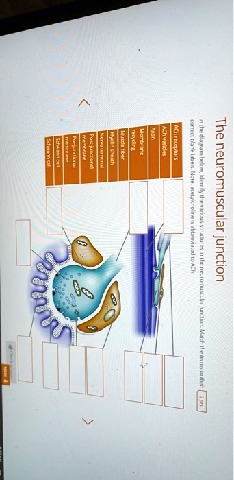 SOLVED: Correct blank labels. Note: acetylcholine is abbreviated to ACh ...