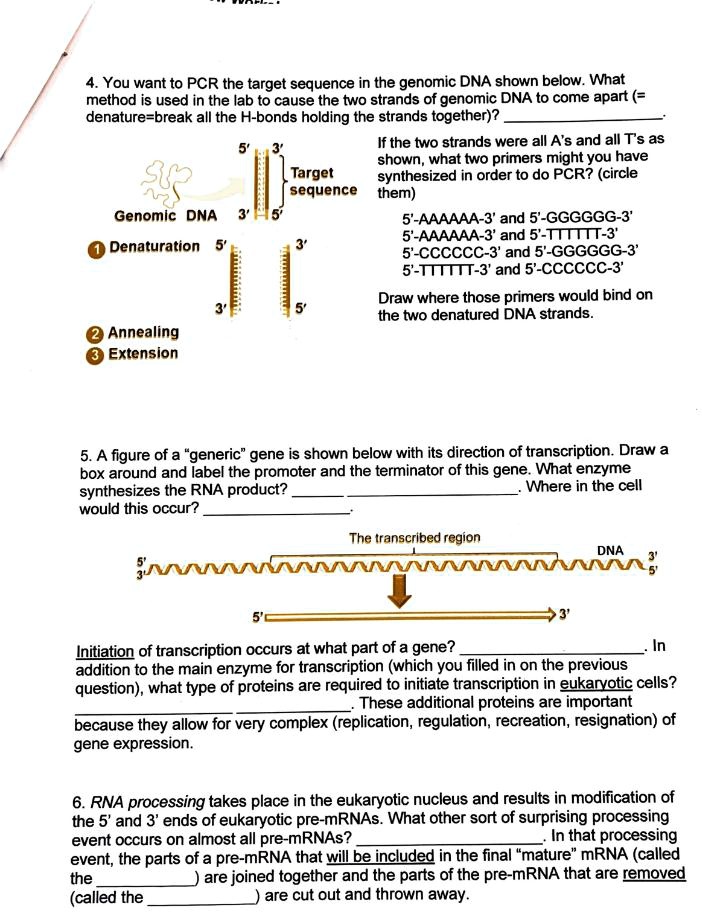 4. You want to PCR the target sequence in the genomic DNA shown below. What method is used in the lab to cause the two strands of genomic DNA to come apart (= denature=break all the H-bonds holding the strands together)? .

Genomic DNA
Target sequence
1 Denaturation
2 Annealing
3 Extension

If the two strands were all A's and all T's as shown, what two primers might you have synthesized in order to do PCR? (circle them)
5'-AAAAAA-3' and 5'-GGGGGG-3'
5'-AAAAAA-3' and 5'-TTTTTT-3'
5'-CCCCCC-3' and 5'-GGGGGG-3'
5'-TTTTTT-3' and 5'-CCCCCC-3'

Draw where those primers would bind on the two denatured DNA strands.

5. A figure of a "generic" gene is shown below with its direction of transcription. Draw a box around and label the promoter and the terminator of this gene. What enzyme synthesizes the RNA product? . Where in the cell would this occur? .

The transcribed region
DNA

Initiation of transcription occurs at what part of a gene? . In addition to the main enzyme for transcription (which you filled in on the previous question), what type of proteins are required to initiate transcription in eukaryotic cells? . These additional proteins are important because they allow for very complex (replication, regulation, recreation, resignation) of gene expression.

6. RNA processing takes place in the eukaryotic nucleus and results in modification of the 5' and 3' ends of eukaryotic pre-mRNAs. What other sort of surprising processing event occurs on almost all pre-mRNAs? . In that processing event, the parts of a pre-mRNA that will be included in the final "mature" mRNA (called the ) are joined together and the parts of the pre-mRNA that are removed (called the ) are cut out and thrown away.