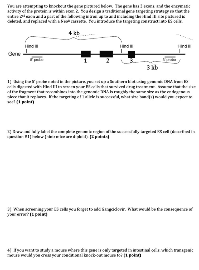 You are attempting to knockout the gene pictured below. The gene has 3 exons, and the enzymatic activity of the protein is within exon 2. You design a traditional gene targeting strategy so that the entire 2nd exon and a part of the following intron up to and including the Hind III site pictured is deleted, and replaced with a NeoR cassette. You introduce the targeting construct into ES cells.

4 kb
Hind III
Hind III
Hind III
Gene
5' probe
1
2
3
3' probe
3 kb

1) Using the 5' probe noted in the picture, you set up a Southern blot using genomic DNA from ES cells digested with Hind III to screen your ES cells that survived drug treatment. Assume that the size of the fragment that recombines into the genomic DNA is roughly the same size as the endogenous piece that it replaces. If the targeting of 1 allele is successful, what size band(s) would you expect to see? (1 point)

2) Draw and fully label the complete genomic region of the successfully targeted ES cell (described in question #1) below (hint: mice are diploid). (2 points)

3) When screening your ES cells you forget to add Gangciclovir. What would be the consequence of your error? (1 point)

4) If you want to study a mouse where this gene is only targeted in intestinal cells, which transgenic mouse would you cross your conditional knock-out mouse to? (1 point)