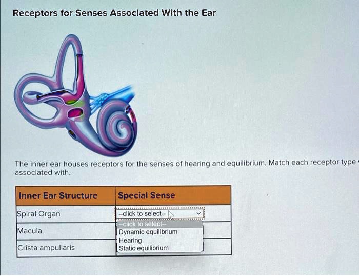 Solved Receptors For Senses Associated With The Ear The Inner Ear