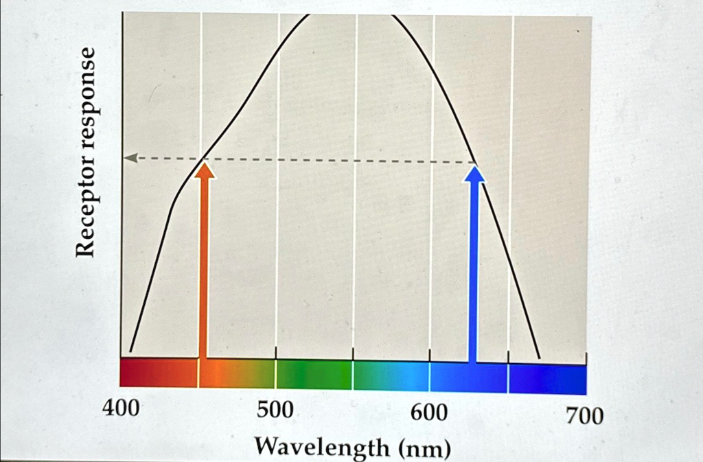 SOLVED On average, humans have three cone types. If you only had one