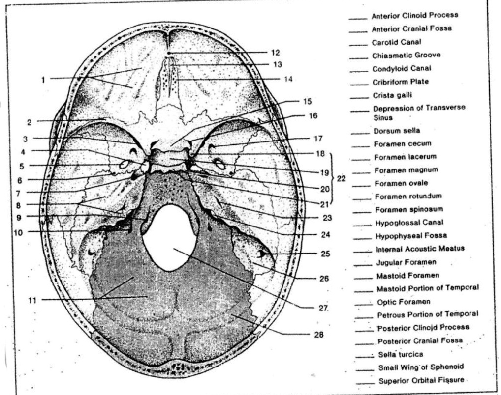 Please match the numbers in front of the name of the anatomical ...