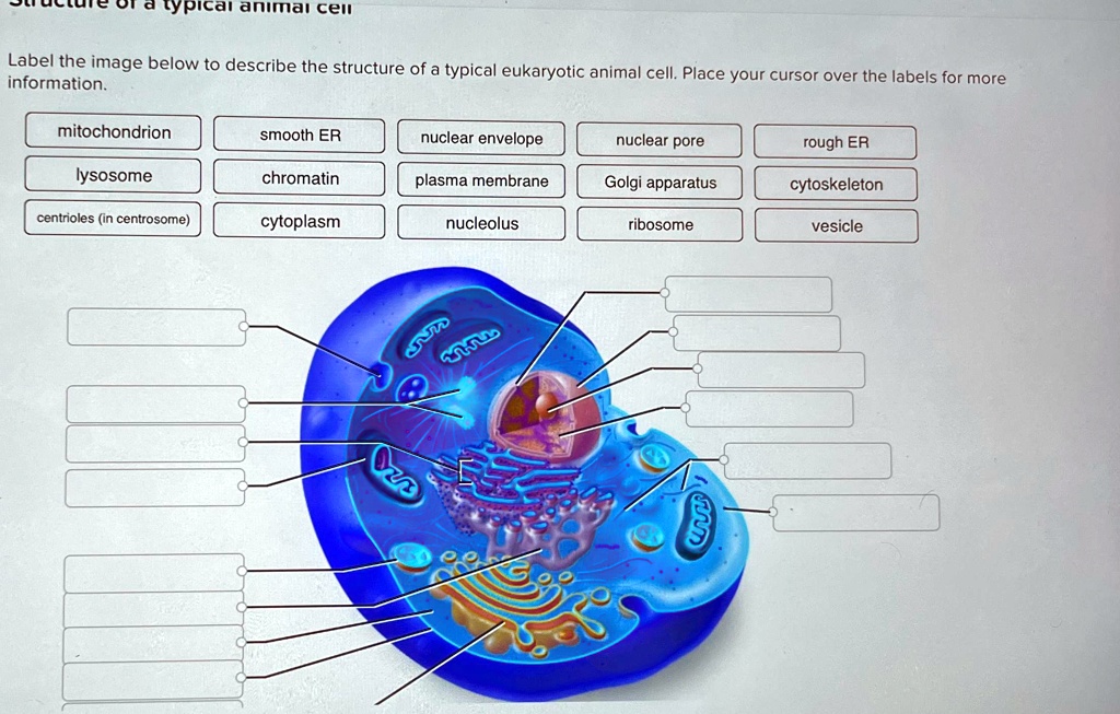[GET ANSWER] typical animal cell Label the image below to describe the ...